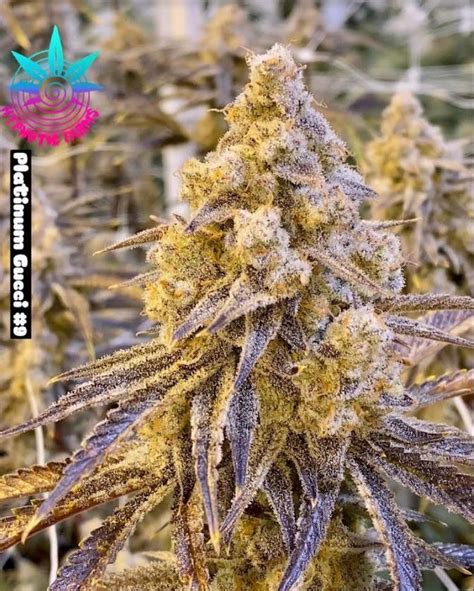 gucci glue strain|platinum gucci strain.